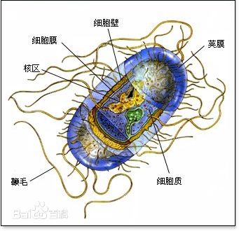 荚膜图解