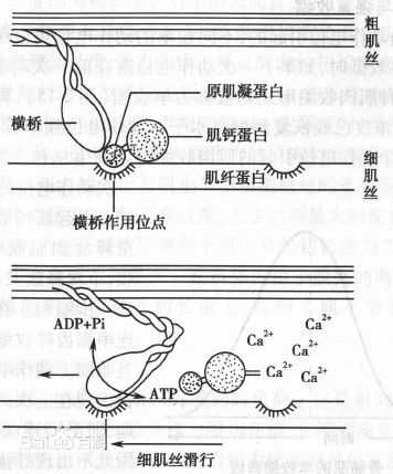 医学教育网基础医学理论