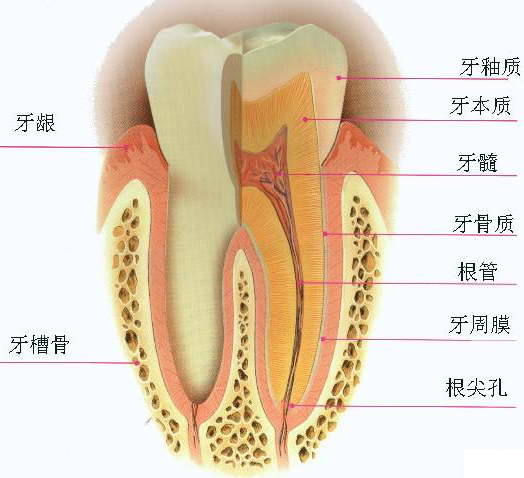 牙齿的结构图