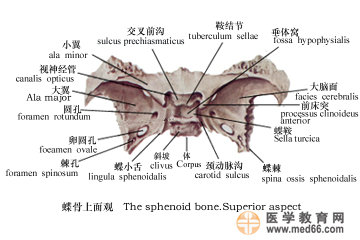 蝶骨后面观