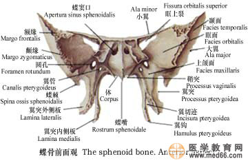 蝶骨前面观