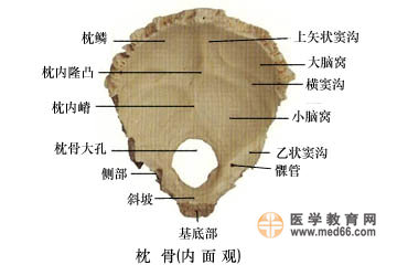 枕骨的内面观