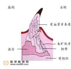 铰链性结合-牙的支持