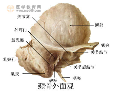 颞骨(temporal bones):左右成对,位于蝶骨,顶骨与枕骨之间,参与颅底和