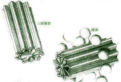 中心体图解