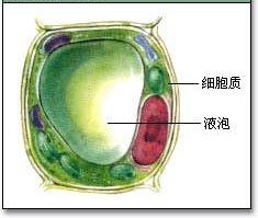 液泡图解