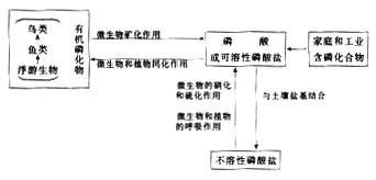 微生物在磷循环中的作用