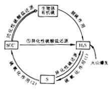 微生物在硫素循环中的作用