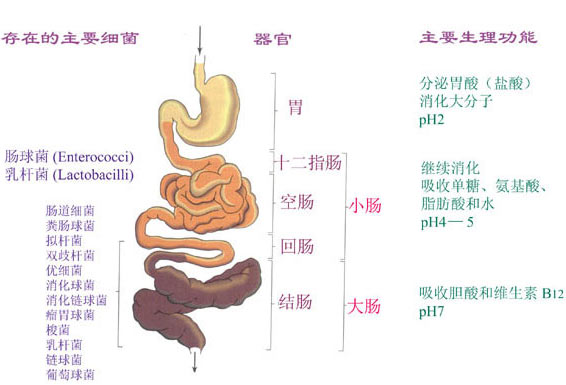 消化道中的正常菌群