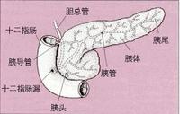 临床执业医师考试内科学：胰腺癌