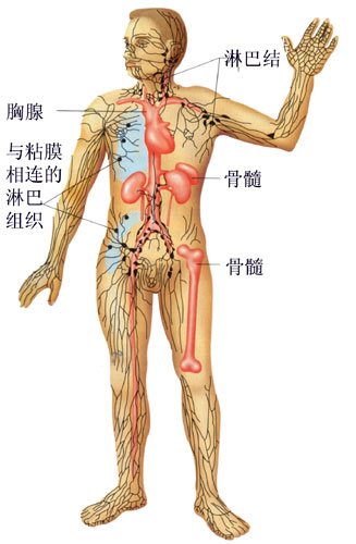 人体的免疫系统