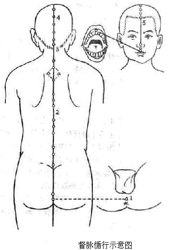 督脉循行示意图