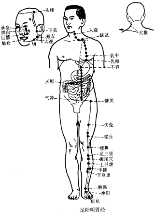 足阳明胃经的循行与分支